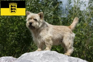 Lees meer over het artikel Cairn Terrier fokkers en pups in Baden-Württemberg