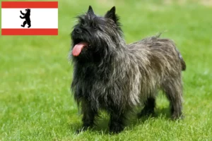 Lees meer over het artikel Cairn Terrier fokkers en pups in Berlijn