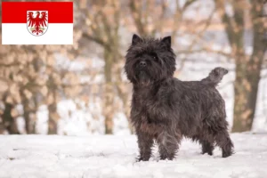 Lees meer over het artikel Cairn Terrier fokkers en pups in Brandenburg