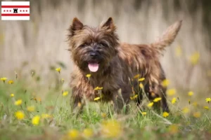 Lees meer over het artikel Cairn Terrier fokkers en pups in Drenthe