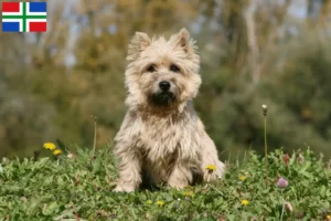 Lees meer over het artikel Cairn Terrier fokkers en pups in Groningen