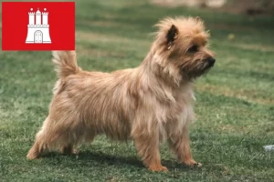 Lees meer over het artikel Cairn Terrier fokkers en pups in Hamburg