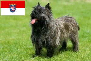 Lees meer over het artikel Cairn Terrier fokkers en pups in Hessen