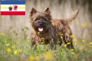 Lees meer over het artikel Cairn Terrier fokkers en pups in Mecklenburg-Vorpommern