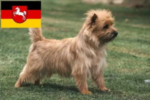 Lees meer over het artikel Cairn Terrier fokkers en pups in Nedersaksen