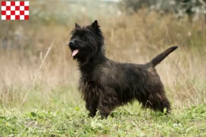 Lees meer over het artikel Cairn Terrier fokkers en pups in Noord-Brabant