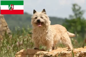 Lees meer over het artikel Cairn Terrier fokkers en pups in Noordrijn-Westfalen