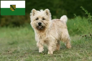 Lees meer over het artikel Cairn Terrier fokkers en pups in Saksen
