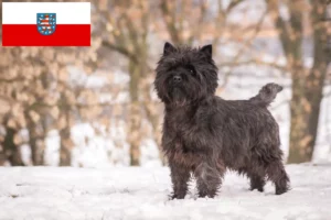 Lees meer over het artikel Cairn Terrier fokkers en pups in Thüringen