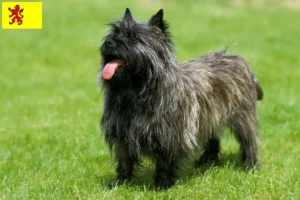 Lees meer over het artikel Cairn Terrier fokkers en pups in Zuid-Holland