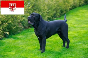 Lees meer over het artikel Cane Corso Italiano fokkers en pups in Brandenburg