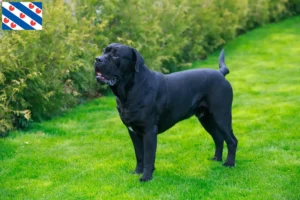 Lees meer over het artikel Cane Corso Italiano fokkers en pups in Friesland