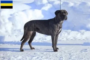 Lees meer over het artikel Cane Corso Italiano fokkers en pups in Gelderland