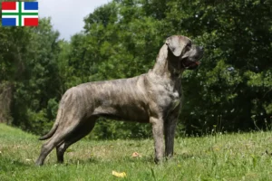 Lees meer over het artikel Cane Corso Italiano fokkers en pups in Groningen