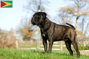 Lees meer over het artikel Cane Corso Italiano fokkers en pups in Guyana