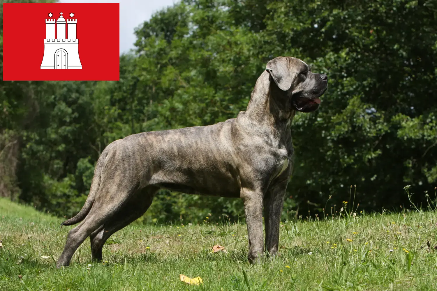 Lees meer over het artikel Cane Corso Italiano fokkers en pups in Hamburg