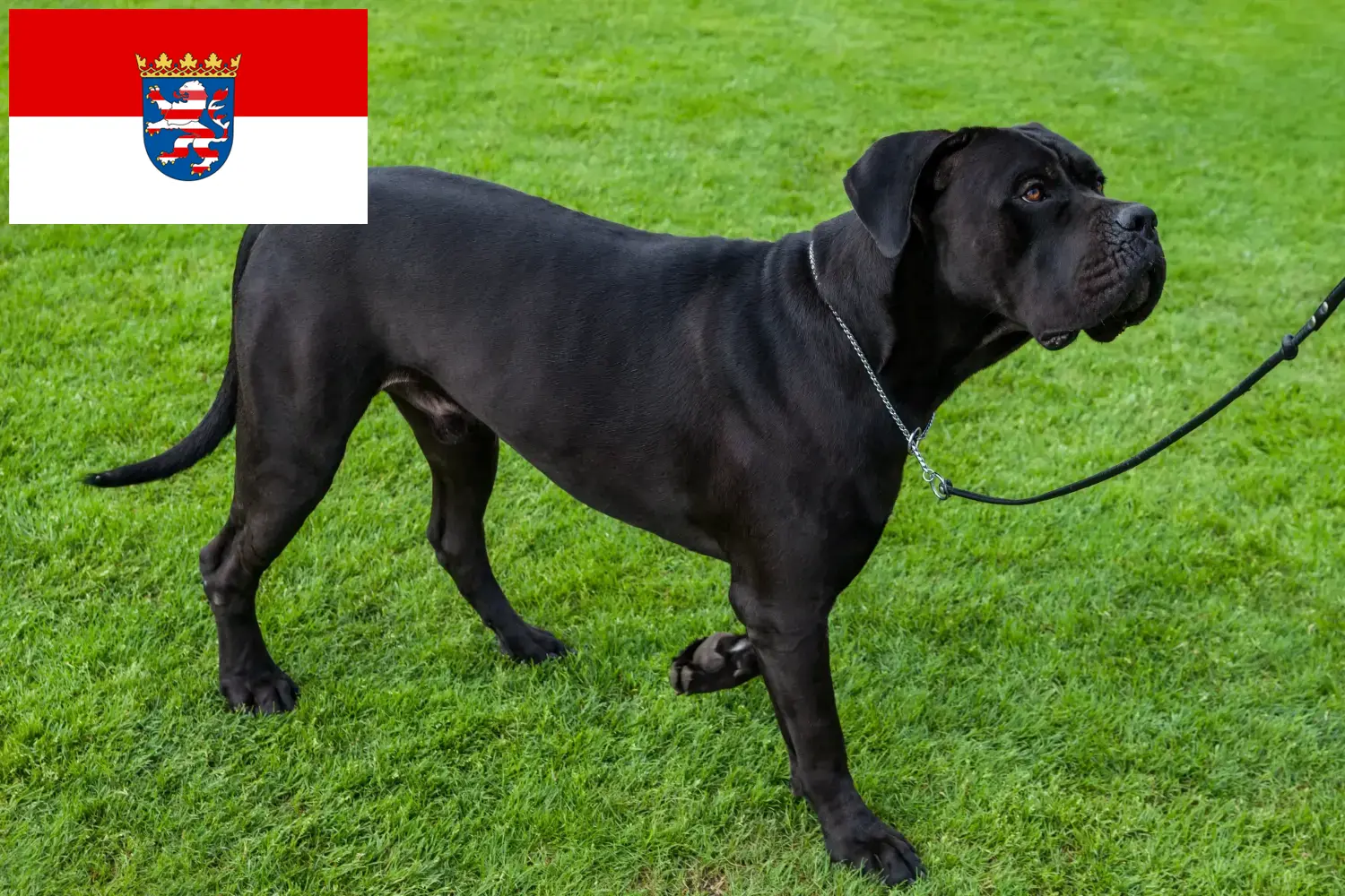 Lees meer over het artikel Cane Corso Italiano fokkers en pups in Hessen