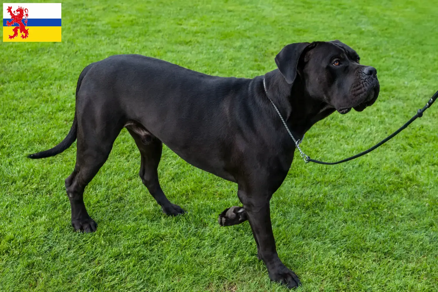 Lees meer over het artikel Cane Corso Italiano fokkers en pups in Limburg