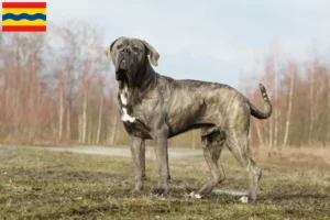 Lees meer over het artikel Cane Corso Italiano fokkers en pups in Overijssel