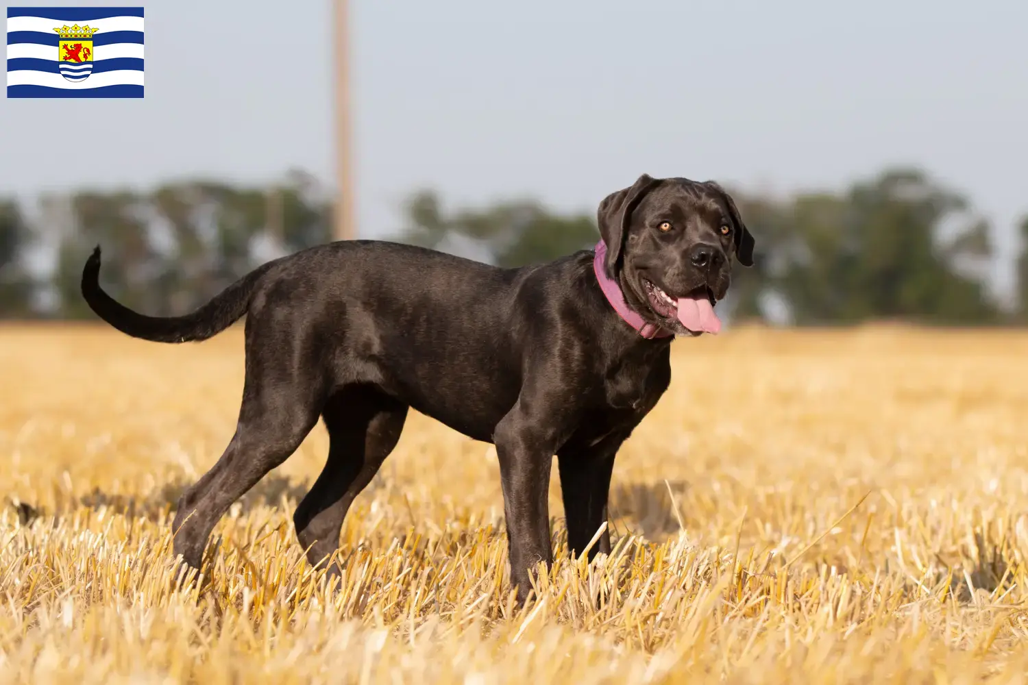 Lees meer over het artikel Cane Corso Italiano fokkers en pups in Zeeland