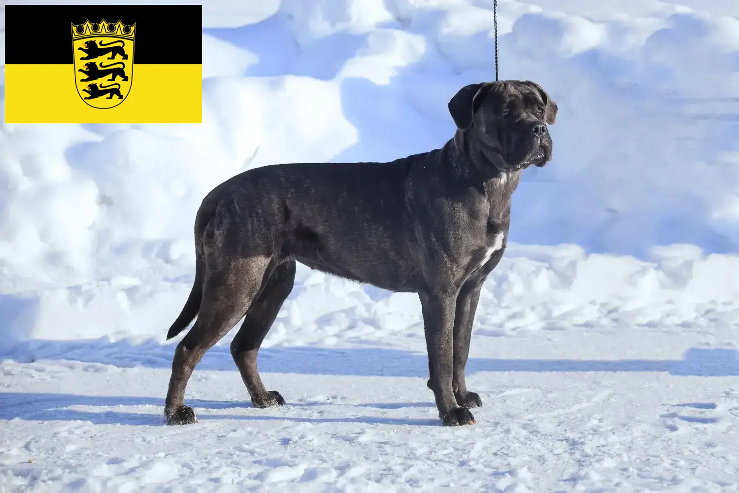 Lees meer over het artikel Cane Corso Italiano fokkers en pups in Baden-Württemberg