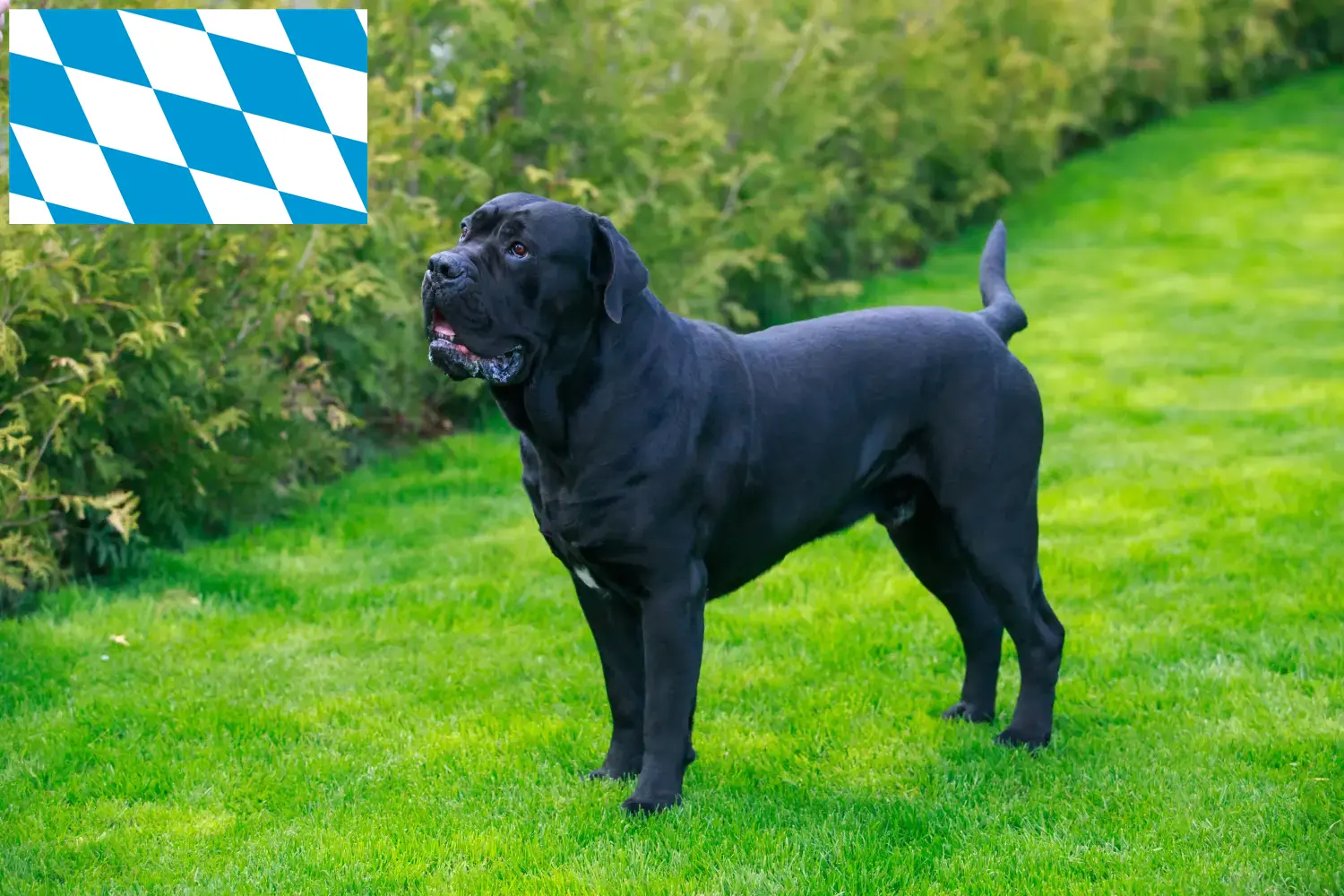 Lees meer over het artikel Cane Corso Italiano fokkers en pups in Beieren