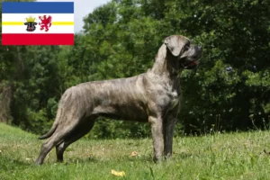 Lees meer over het artikel Cane Corso Italiano fokkers en pups in Mecklenburg-Vorpommern