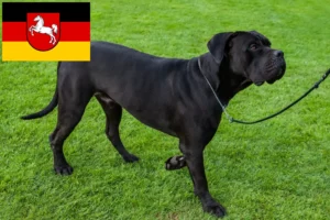 Lees meer over het artikel Cane Corso Italiano fokkers en pups in Nedersaksen