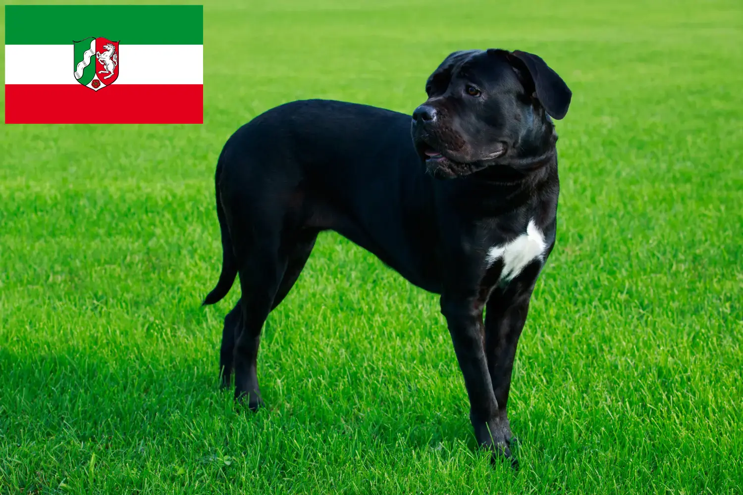 Lees meer over het artikel Cane Corso Italiano fokkers en pups in Noordrijn-Westfalen