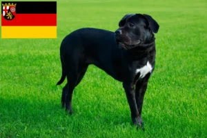 Lees meer over het artikel Cane Corso Italiano fokkers en pups in Rijnland-Palts