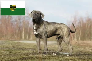 Lees meer over het artikel Cane Corso Italiano fokkers en pups in Saksen