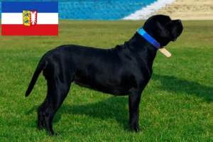 Lees meer over het artikel Cane Corso Italiano fokkers en pups in Sleeswijk-Holstein