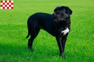 Lees meer over het artikel Cane Corso Italiano fokkers en pups in Noord-Brabant