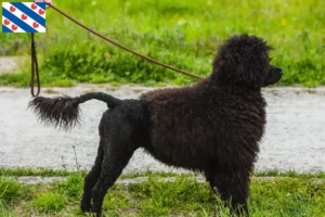 Lees meer over het artikel Cão de Agua português fokkers en puppies in Friesland