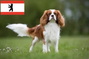 Lees meer over het artikel Cavalier King Charles Spaniël fokkers en puppies in Berlijn