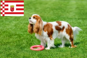 Lees meer over het artikel Cavalier King Charles Spaniël fokkers en pups in Bremen