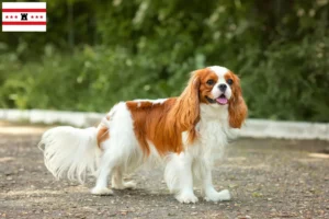 Lees meer over het artikel Cavalier King Charles Spaniël fokkers en pups in Drenthe