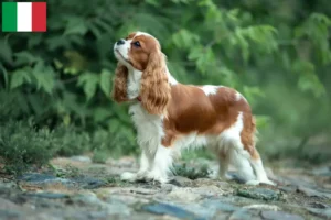 Lees meer over het artikel Cavalier King Charles Spaniël fokkers en puppies in Italië