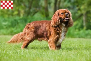 Lees meer over het artikel Cavalier King Charles Spaniël fokkers en pups in Noord-Brabant