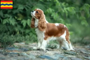 Lees meer over het artikel Cavalier King Charles Spaniël fokkers en pups in Overijssel