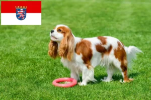 Lees meer over het artikel Cavalier King Charles Spaniël fokkers en pups in Hessen