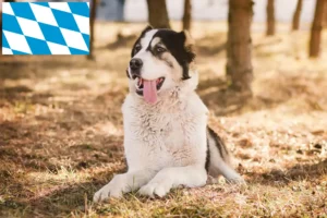 Lees meer over het artikel Centraal-Aziatische Herdershond fokker en Puppies in Beieren