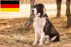 Lees meer over het artikel Centraal-Aziatische Herdershond Fokker en Puppies in Duitsland