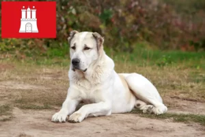 Lees meer over het artikel Centraal-Aziatische Herdershond Fokker en Puppies in Hamburg