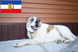 Lees meer over het artikel Centraal-Aziatische Herdershond Fokker en Puppies in Sleeswijk-Holstein