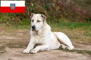 Lees meer over het artikel Centraal-Aziatische Herdershond Fokker en Puppies in Thüringen