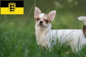 Lees meer over het artikel Chihuahua fokkers en pups in Baden-Württemberg