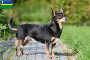 Lees meer over het artikel Chihuahua fokkers en pups in Flevoland