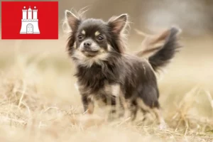 Lees meer over het artikel Chihuahua fokkers en pups in Hamburg