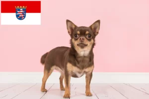 Lees meer over het artikel Chihuahua fokkers en pups in Hessen